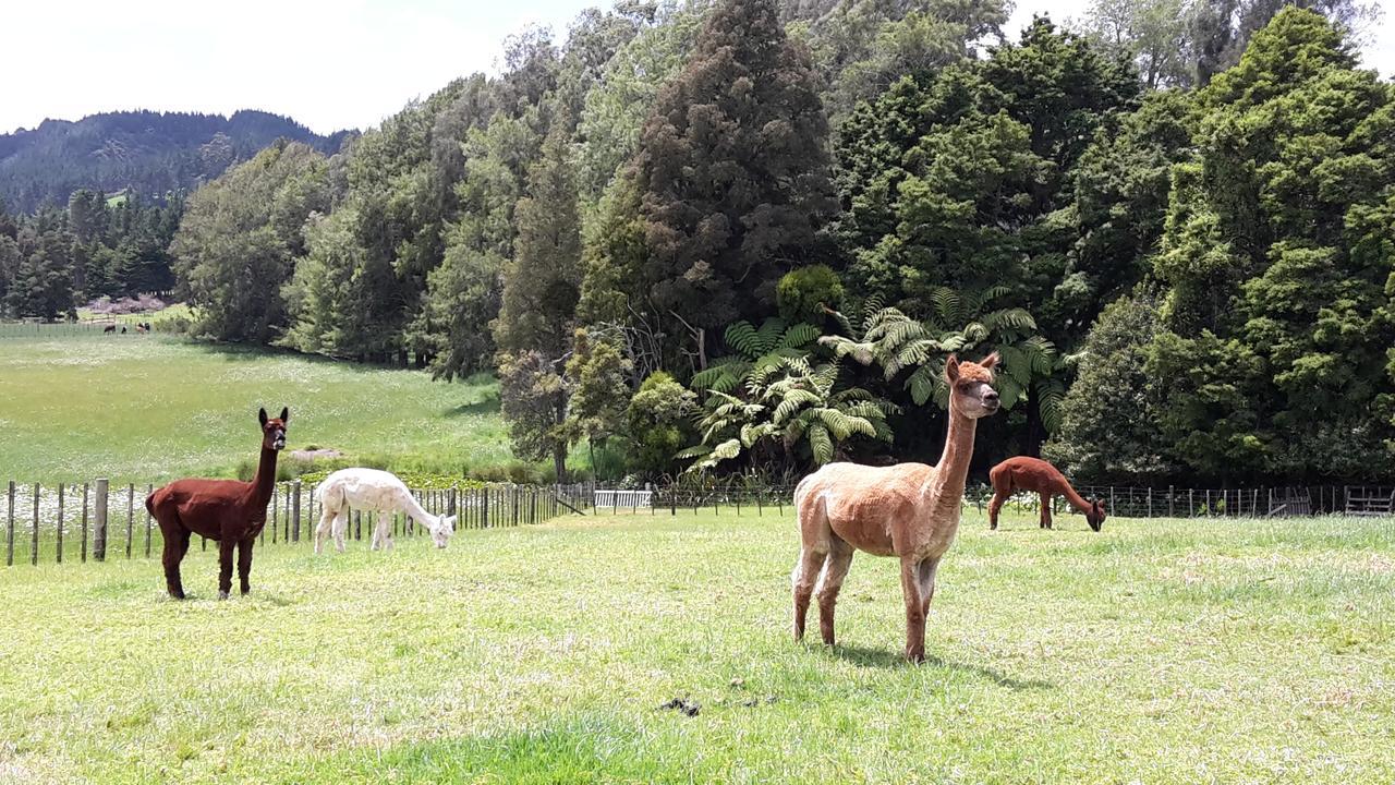 Kauri Vinegar Hill Bed & Breakfast エクステリア 写真